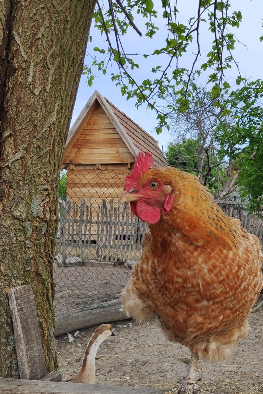 Kisnána, Mátra program, állatsimogató, lovaglás, szállás