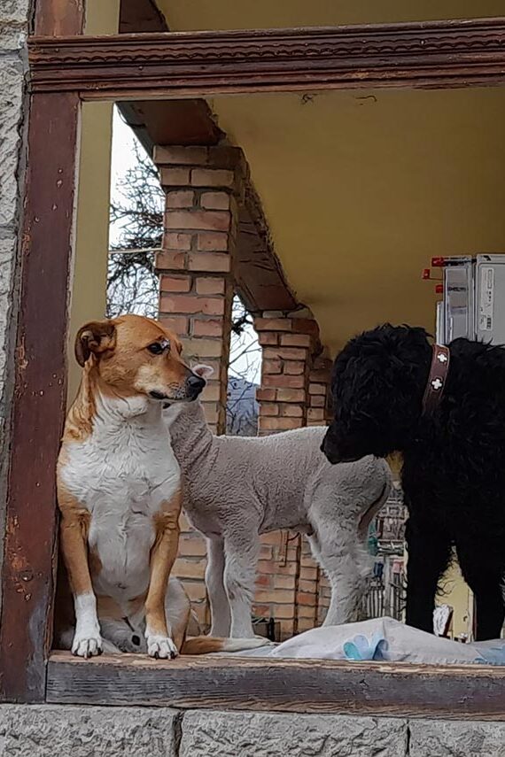 osztálykirándulás program állatsimogató Kisnána