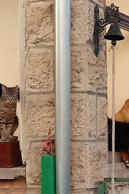 Bari Tanya Kisnána, programok, állatsimogató, gyerekprogram