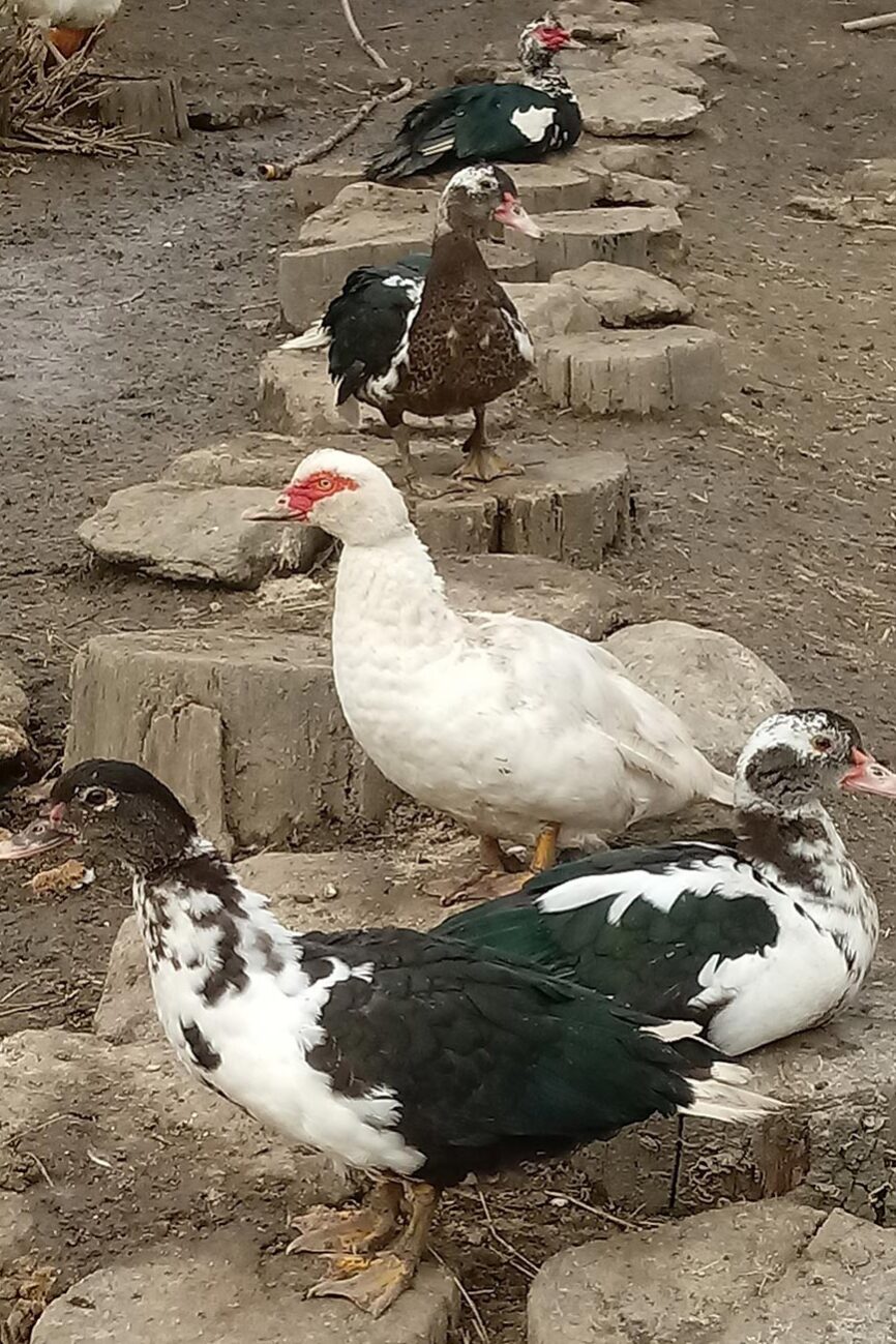 Kisnána, nyári tábor gyerekeknek, állatos tábor, tanyasi tábor, falusi táborok