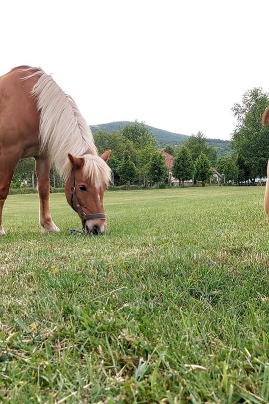 Kisnána, nyári tábor gyerekeknek, állatos tábor, tanyasi tábor, falusi táborok